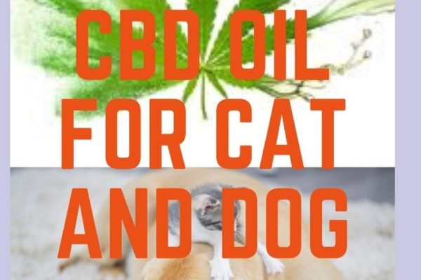 The Benefits of CBD Oil for Your Cat’s Respiratory Infections
