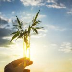 The Benefits of Exhale Wellness THCA Flower