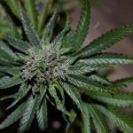 Beyond THC The Surprising Benefits of THCA Flower Revealed